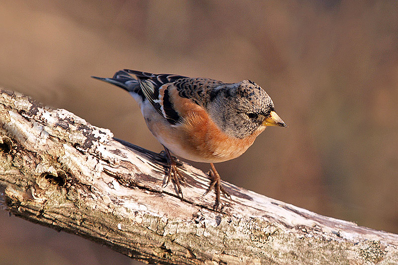 prima peppola